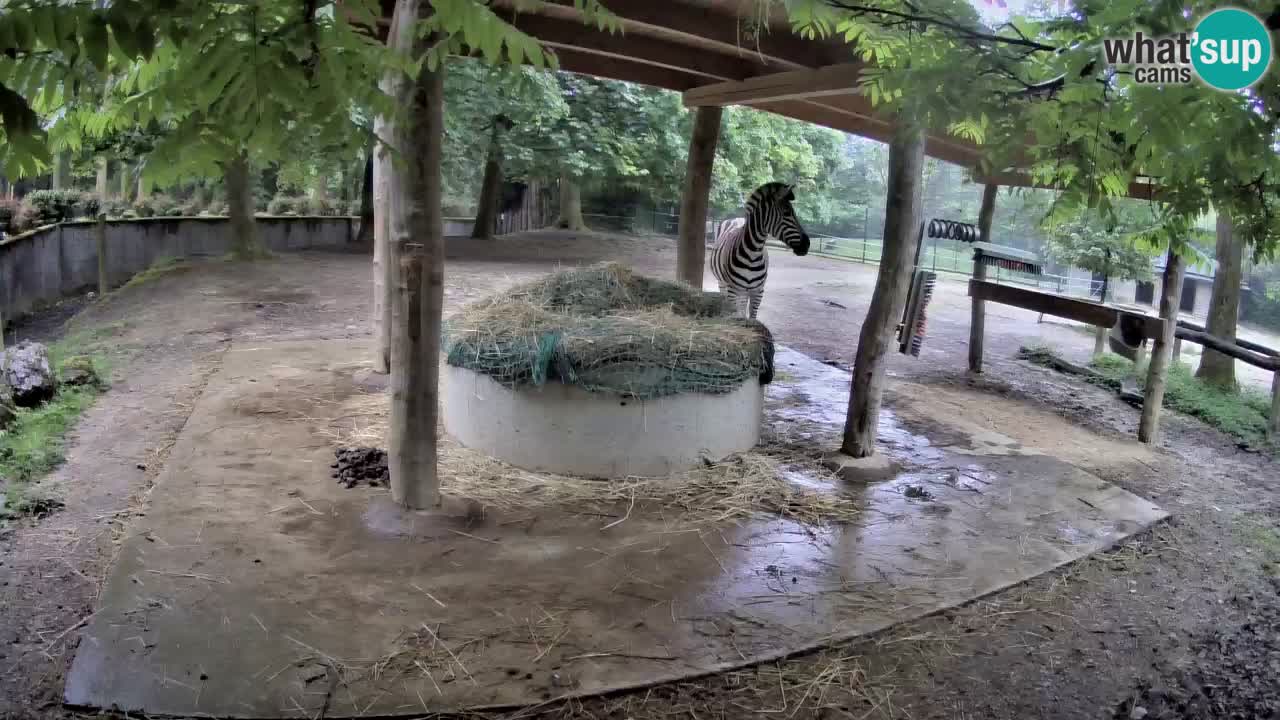 Live webcam Les zèbres in Ljubljana ZOO – Slovénie
