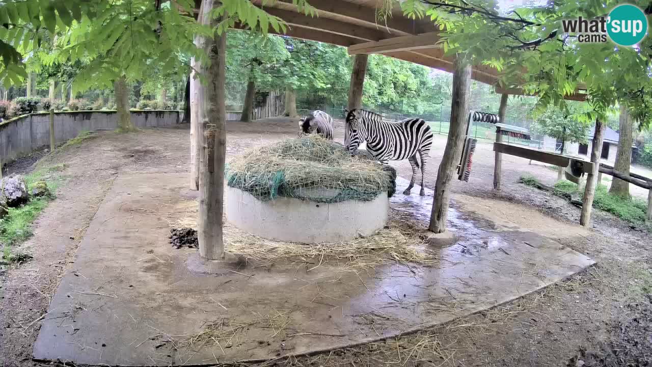 Live Webcam Zebras in Ljubljana ZOO – Slowenien