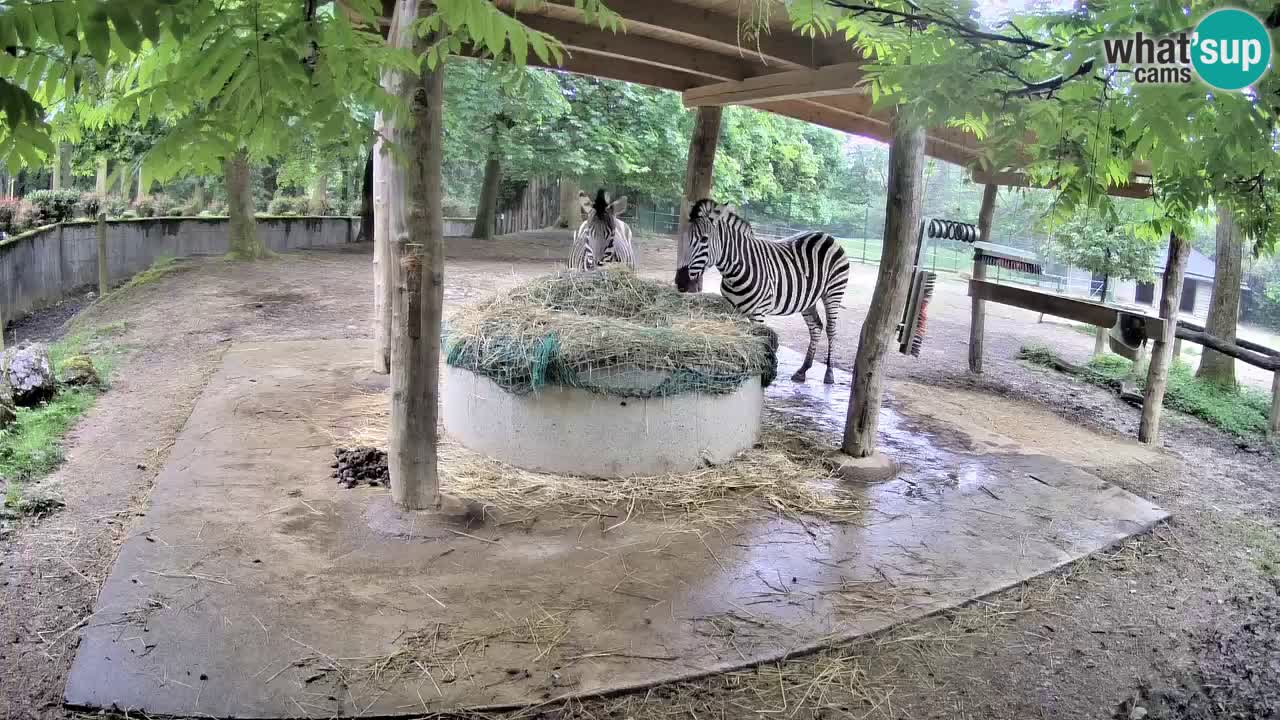 Web kamera uživo Zebras u ZOO Ljubljana – Slovenija