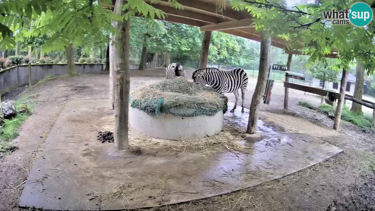 Camera en vivo Cebras in Ljubljana ZOO – Eslovenia