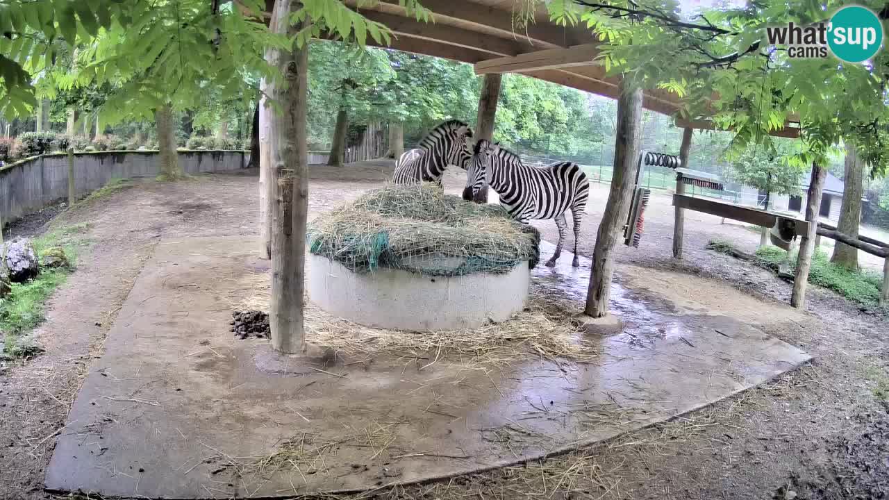 Live webcam Les zèbres in Ljubljana ZOO – Slovénie