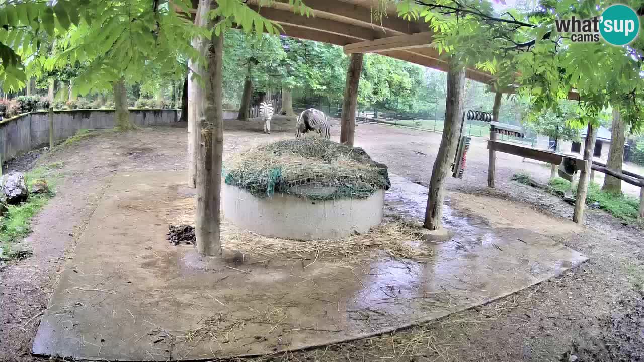 Zebre v živo v živalskem vrtu Ljubljana ZOO spletne kamere