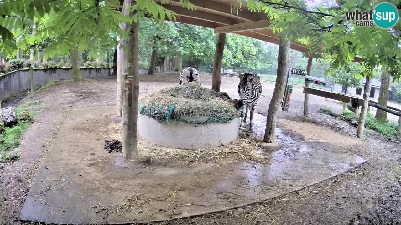 Web kamera uživo Zebras u ZOO Ljubljana – Slovenija