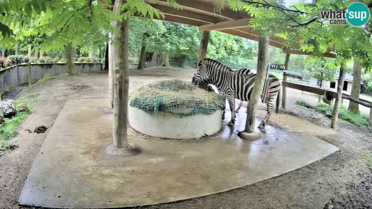Live webcam Les zèbres in Ljubljana ZOO – Slovénie