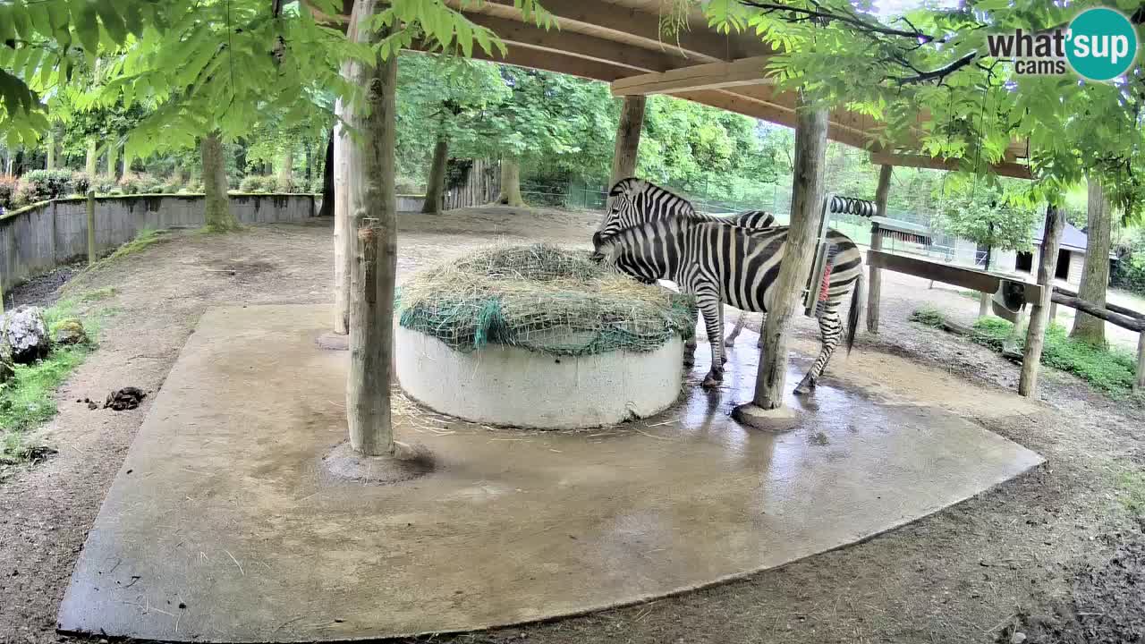 Live webcam Les zèbres in Ljubljana ZOO – Slovénie
