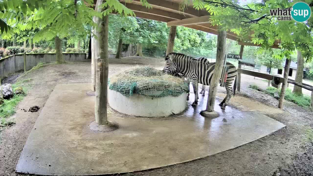 Le Zebre nello ZOO di Ljubljana – Slovenia Live webcam