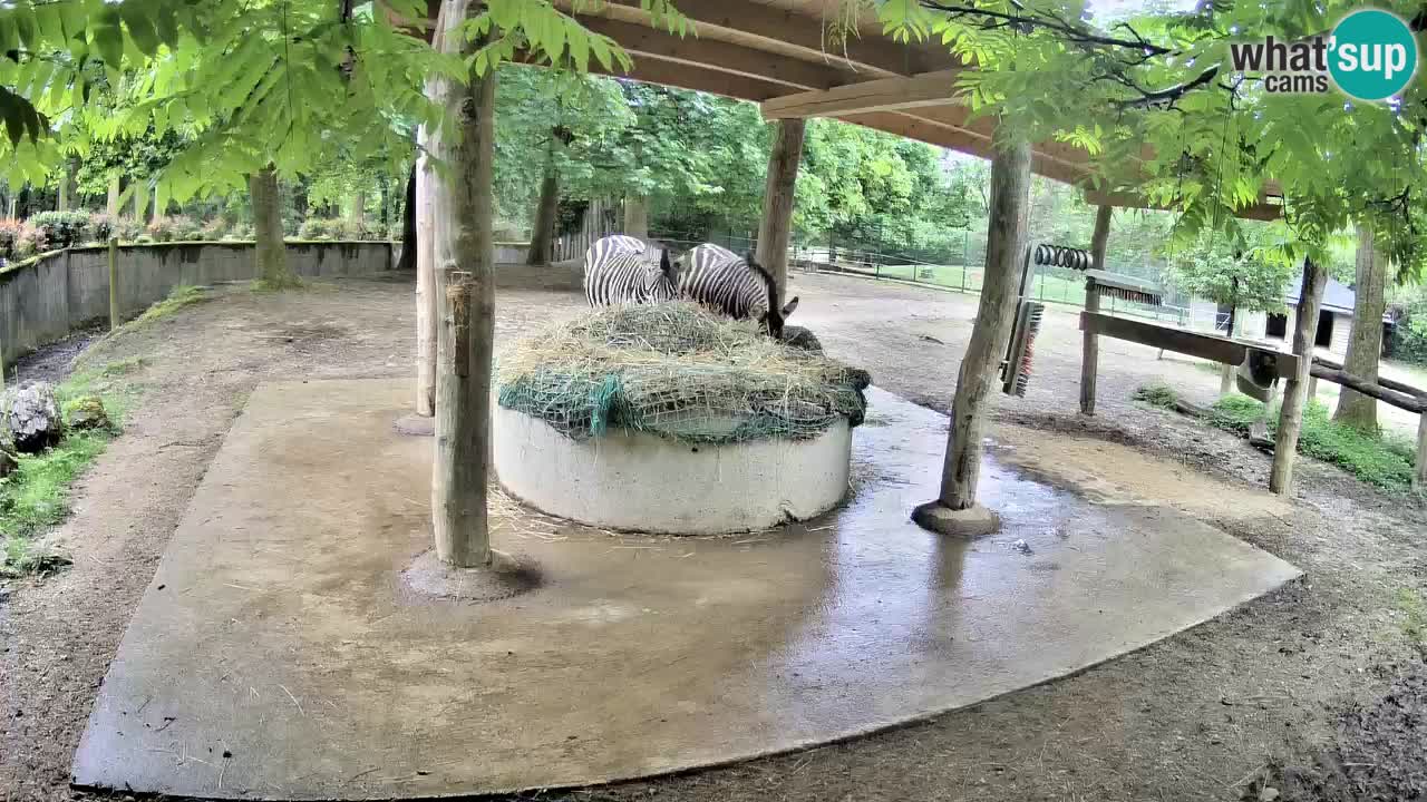 Live webcam Les zèbres in Ljubljana ZOO – Slovénie