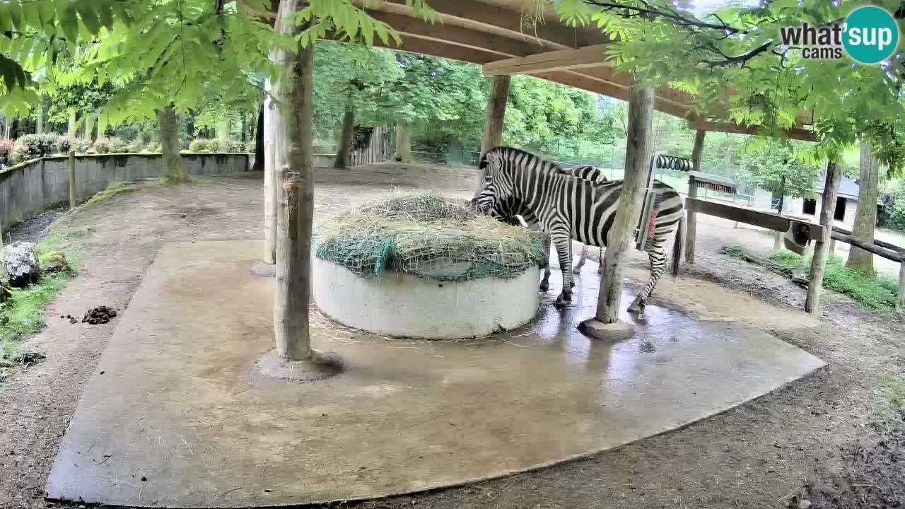 Live webcam Les zèbres in Ljubljana ZOO – Slovénie