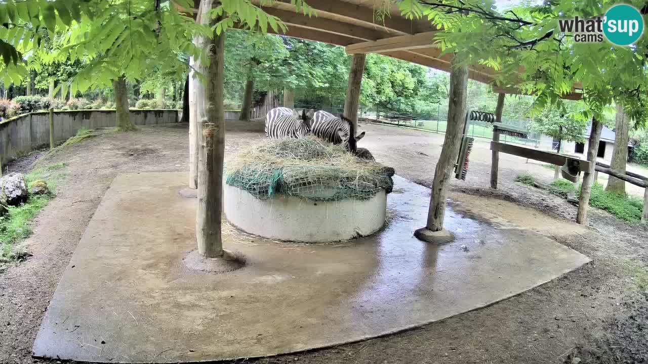 Le Zebre nello ZOO di Ljubljana – Slovenia Live webcam