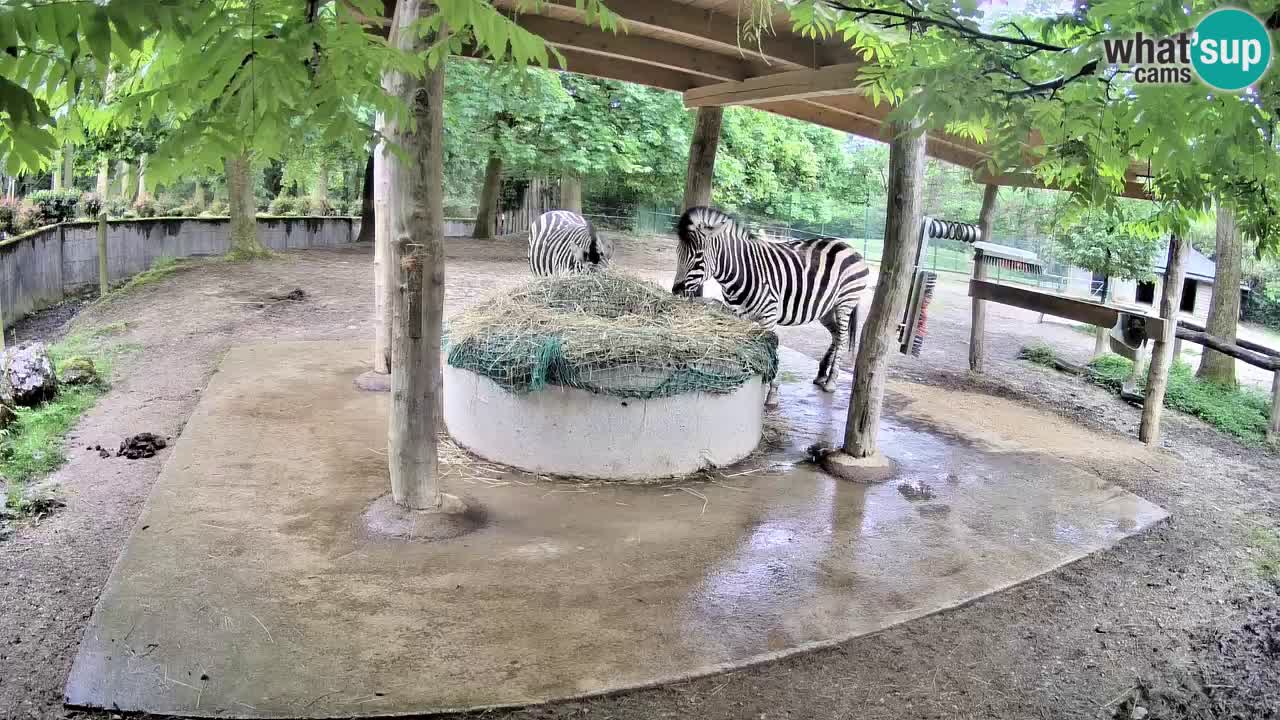 Camera en vivo Cebras in Ljubljana ZOO – Eslovenia