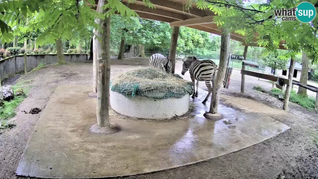 Live Webcam Zebras in Ljubljana ZOO – Slowenien