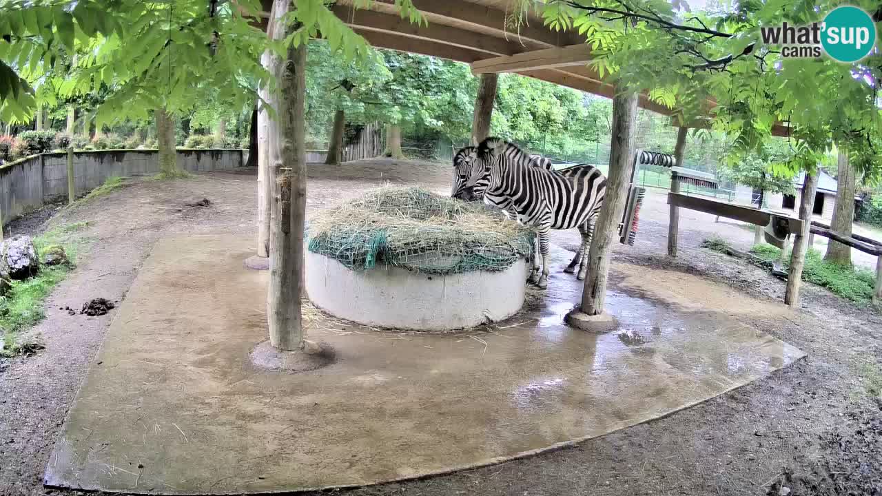 Web kamera uživo Zebras u ZOO Ljubljana – Slovenija