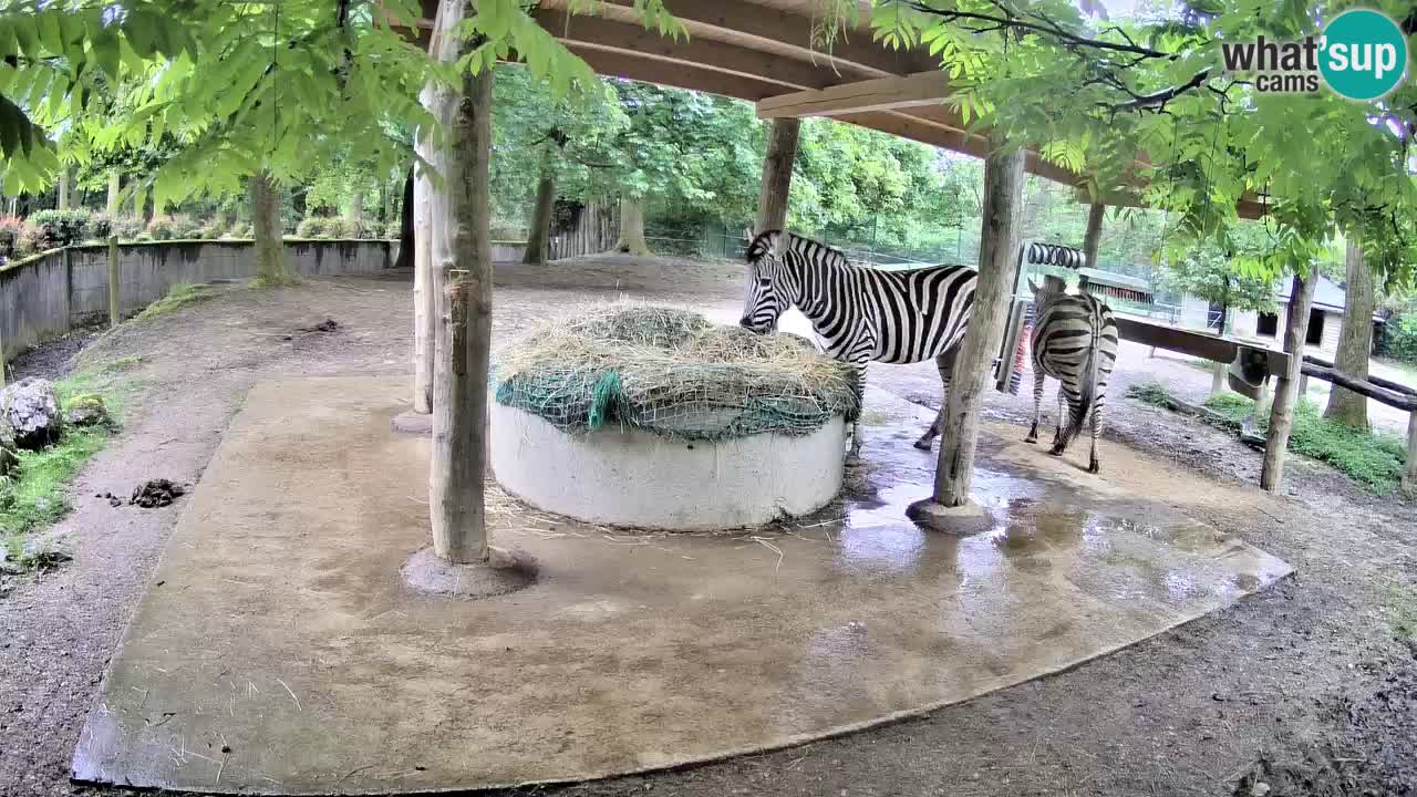 Le Zebre nello ZOO di Ljubljana – Slovenia Live webcam