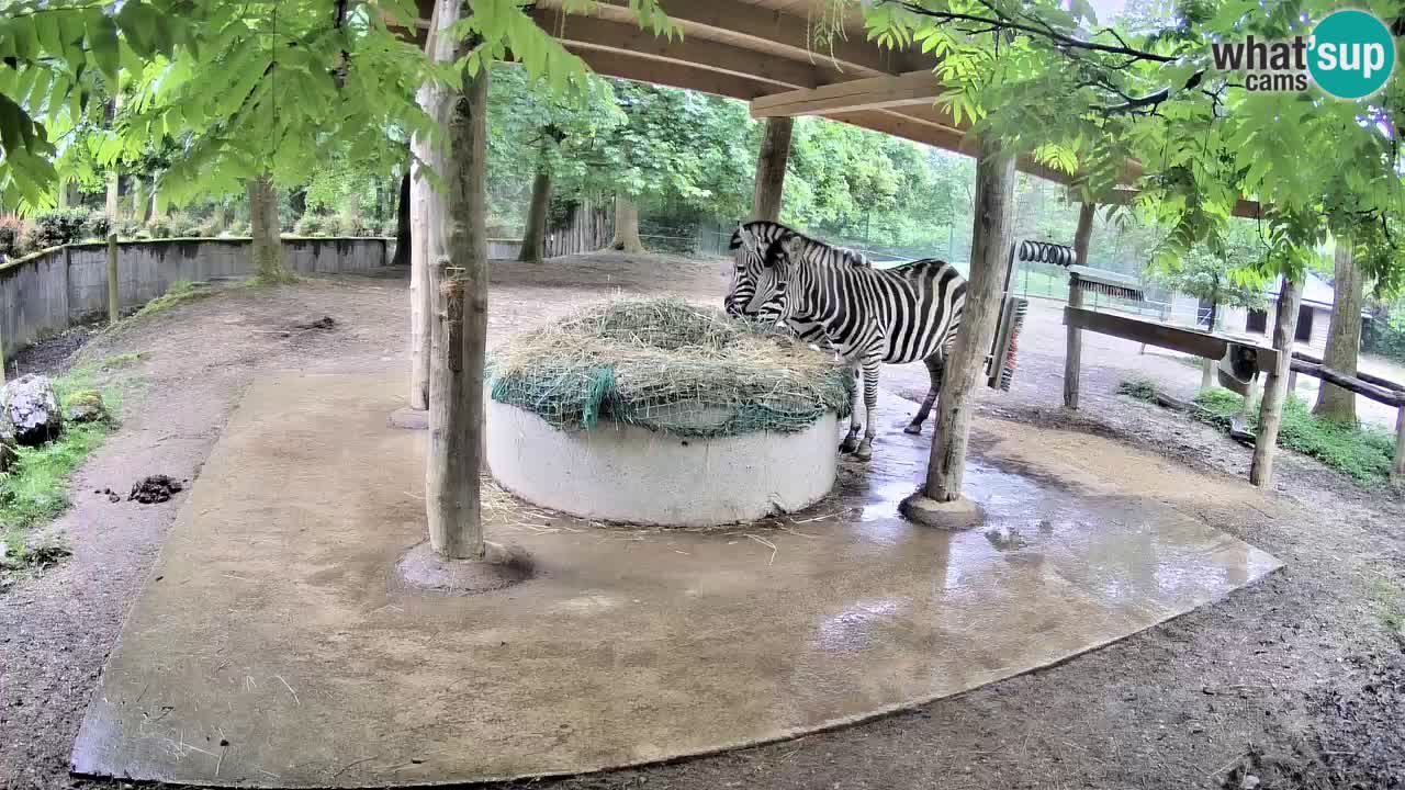 Zebre v živo v živalskem vrtu Ljubljana ZOO spletne kamere
