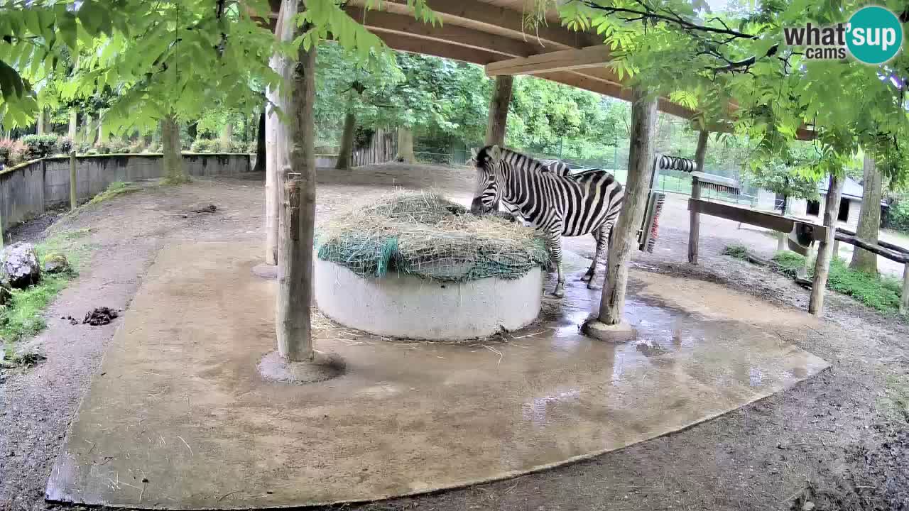 Web kamera uživo Zebras u ZOO Ljubljana – Slovenija