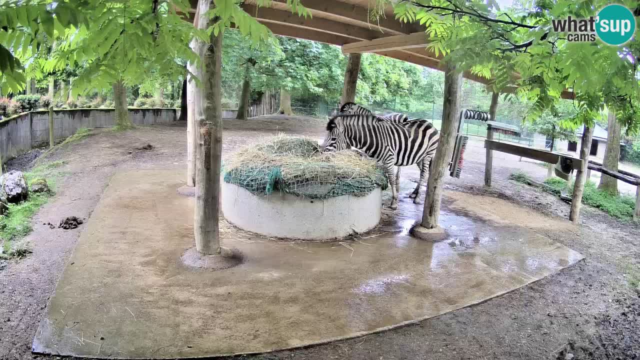 Web kamera uživo Zebras u ZOO Ljubljana – Slovenija