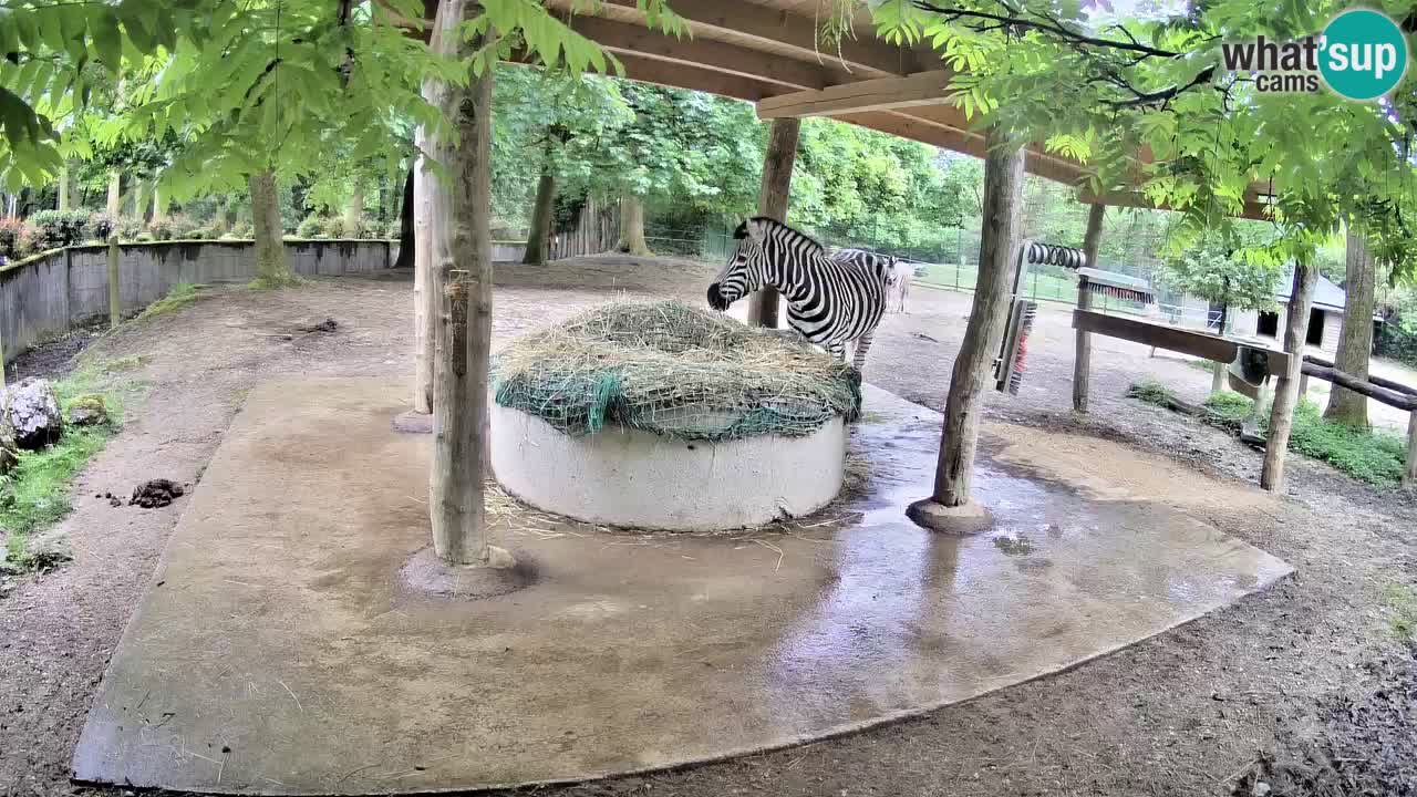 Live Webcam Zebras in Ljubljana ZOO – Slowenien