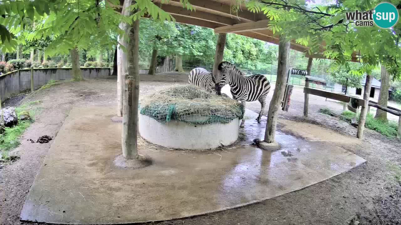 Le Zebre nello ZOO di Ljubljana – Slovenia Live webcam