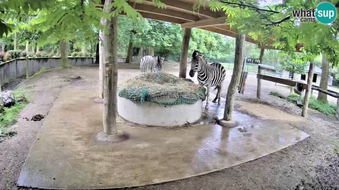 Live webcam Les zèbres in Ljubljana ZOO – Slovénie