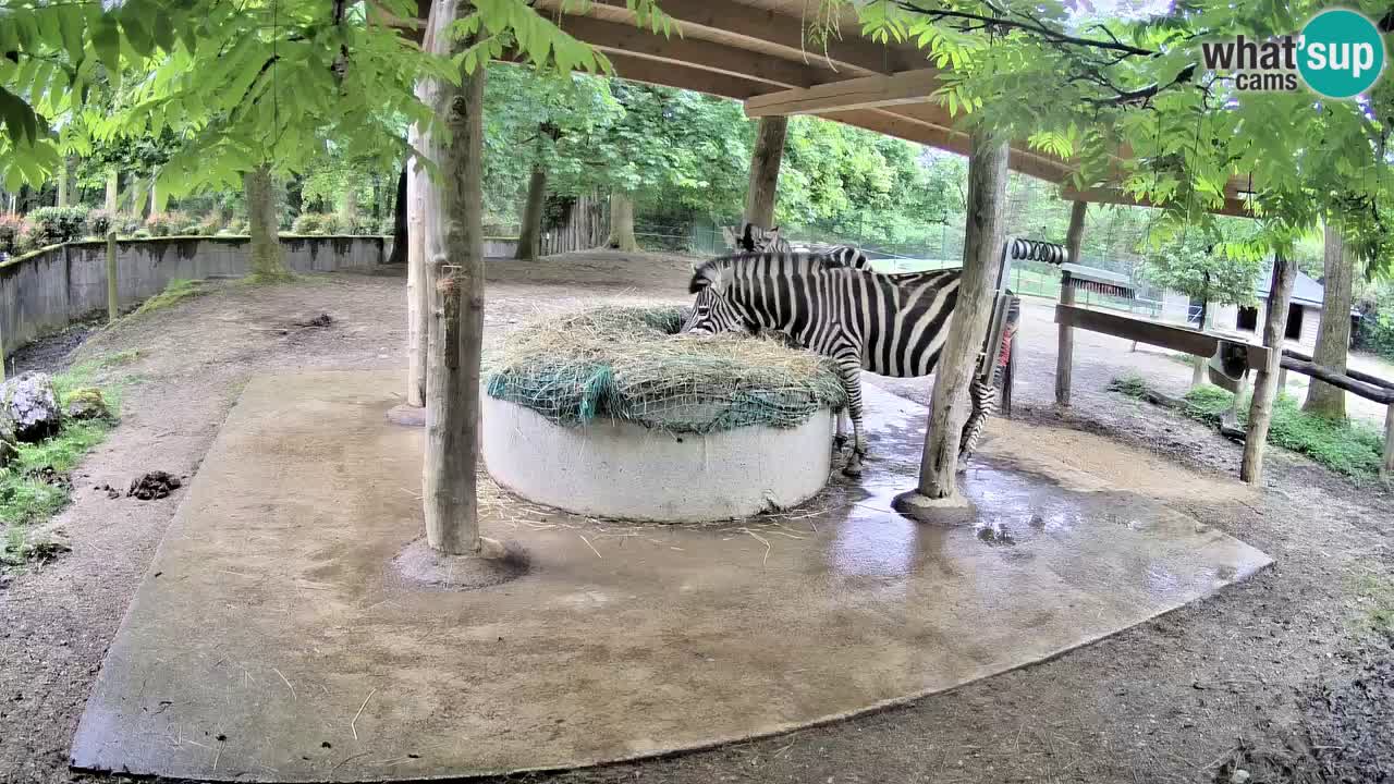 Web kamera uživo Zebras u ZOO Ljubljana – Slovenija