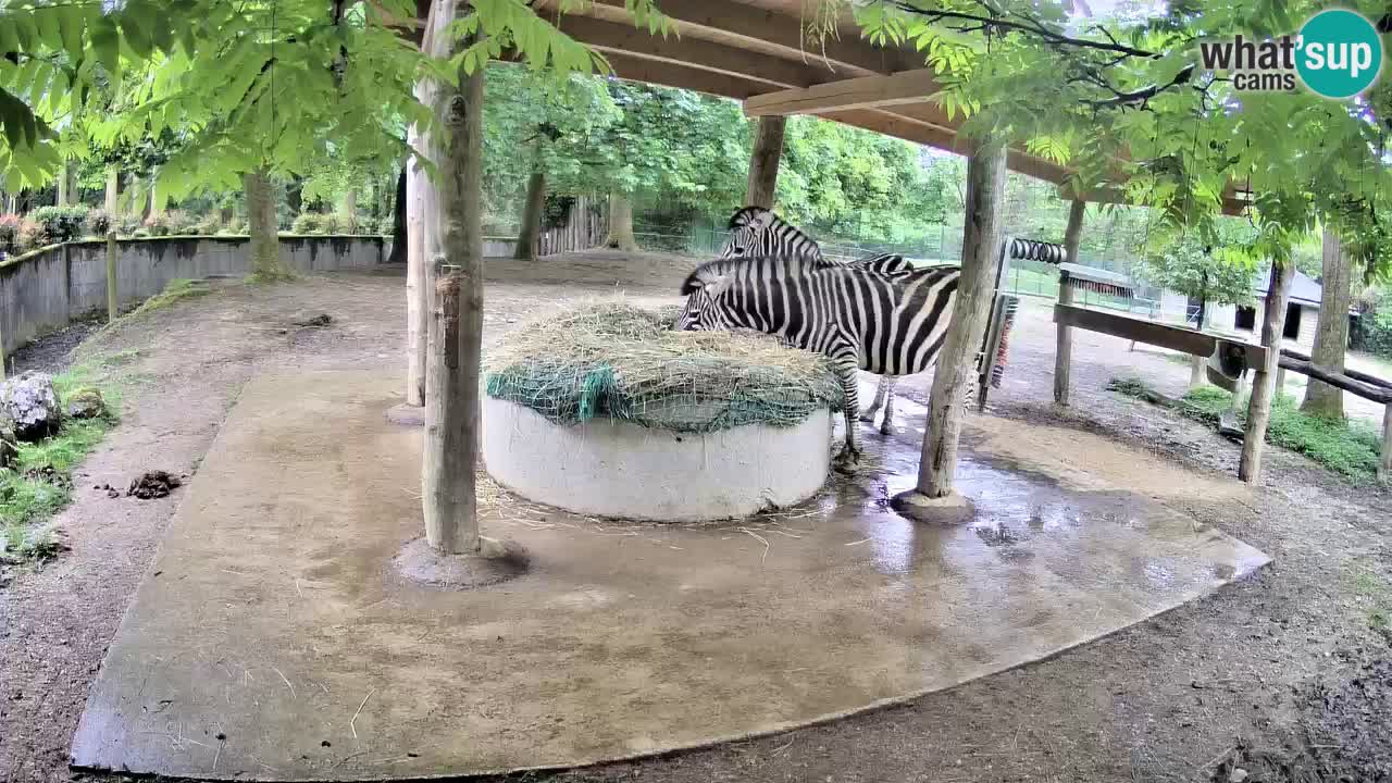 Web kamera uživo Zebras u ZOO Ljubljana – Slovenija