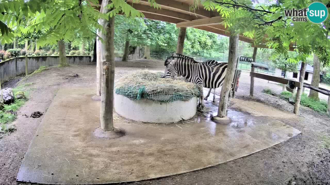 Camera en vivo Cebras in Ljubljana ZOO – Eslovenia
