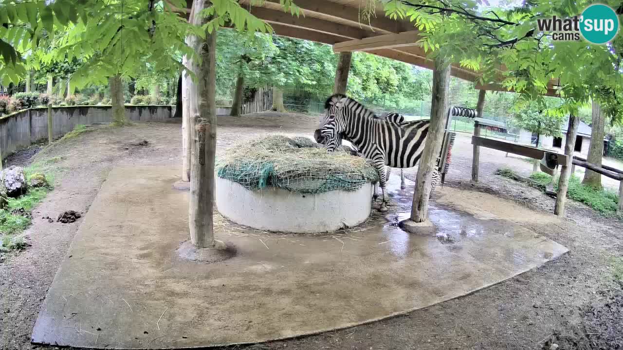 Live Webcam Zebras in Ljubljana ZOO – Slowenien