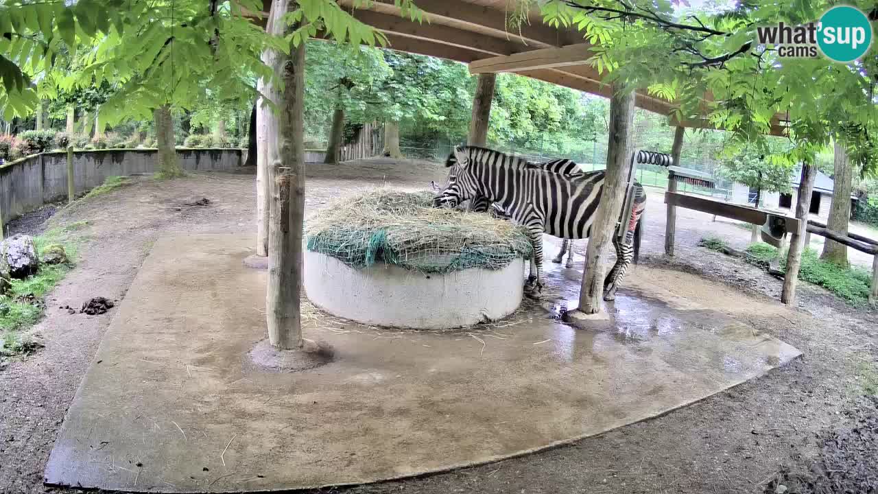 Camera en vivo Cebras in Ljubljana ZOO – Eslovenia