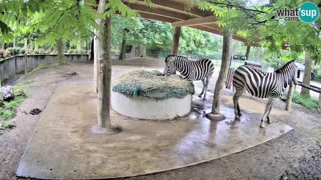 Camera en vivo Cebras in Ljubljana ZOO – Eslovenia