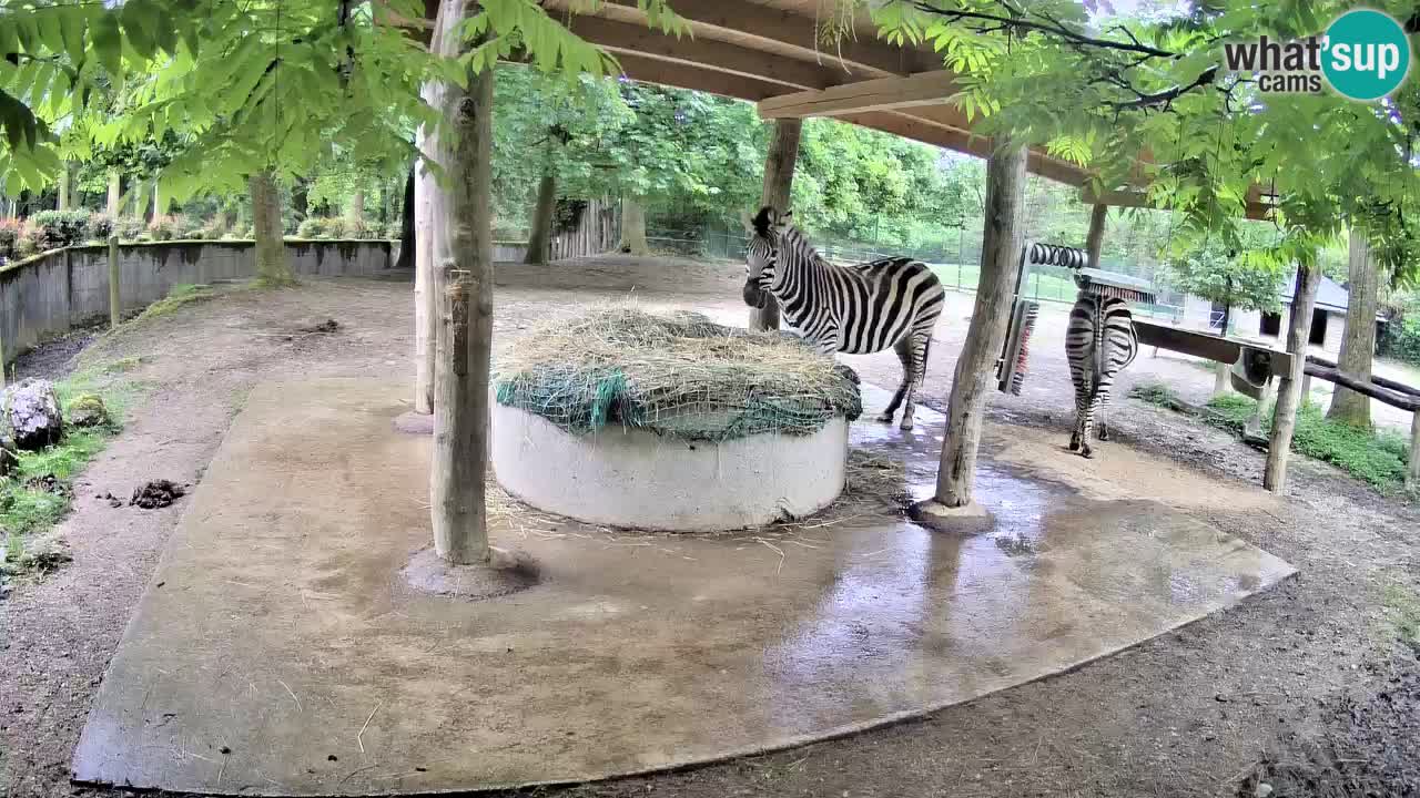 Live webcam Zebras in Ljubljana ZOO – Slovenia