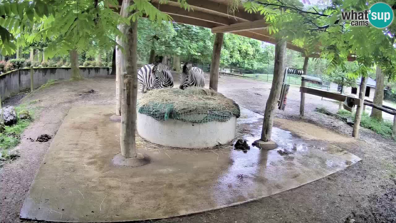 Live webcam Zebras in Ljubljana ZOO – Slovenia