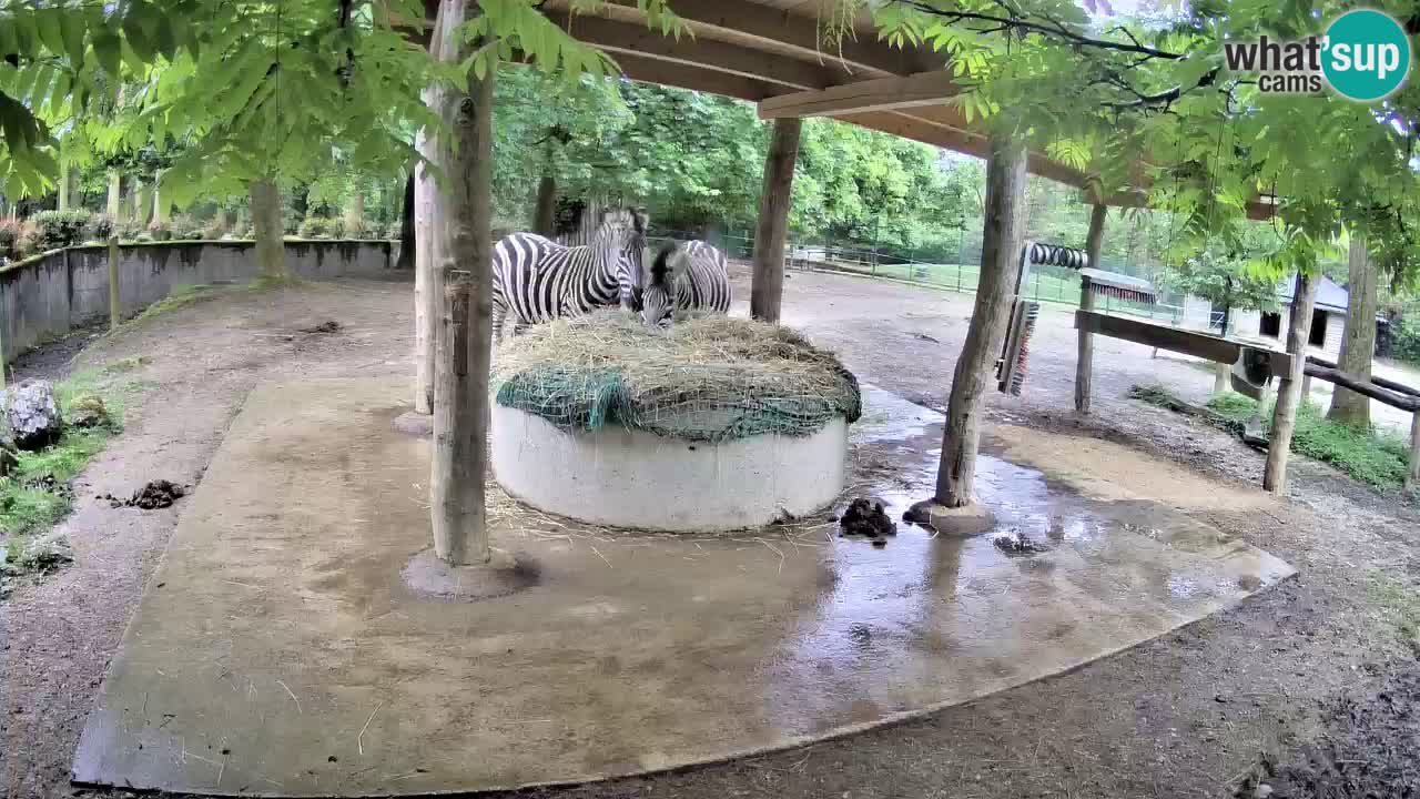 Live Webcam Zebras in Ljubljana ZOO – Slowenien