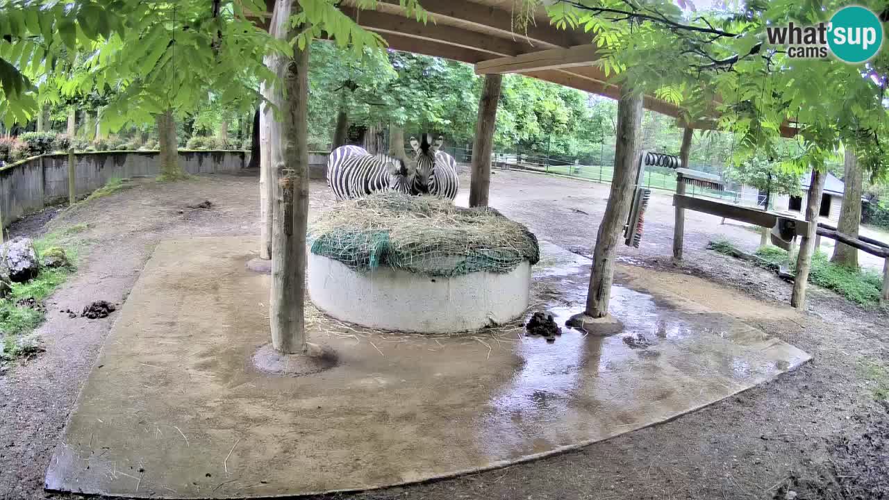Live webcam Zebras in Ljubljana ZOO – Slovenia