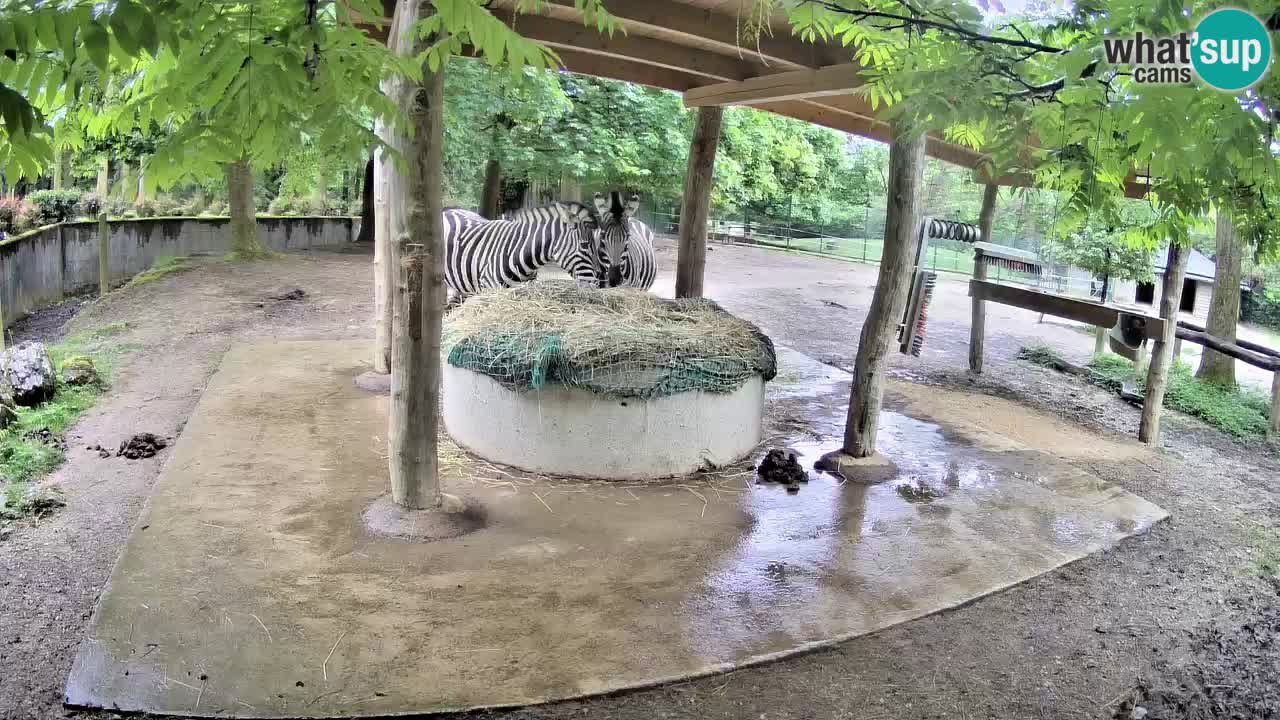 Zebre v živo v živalskem vrtu Ljubljana ZOO spletne kamere
