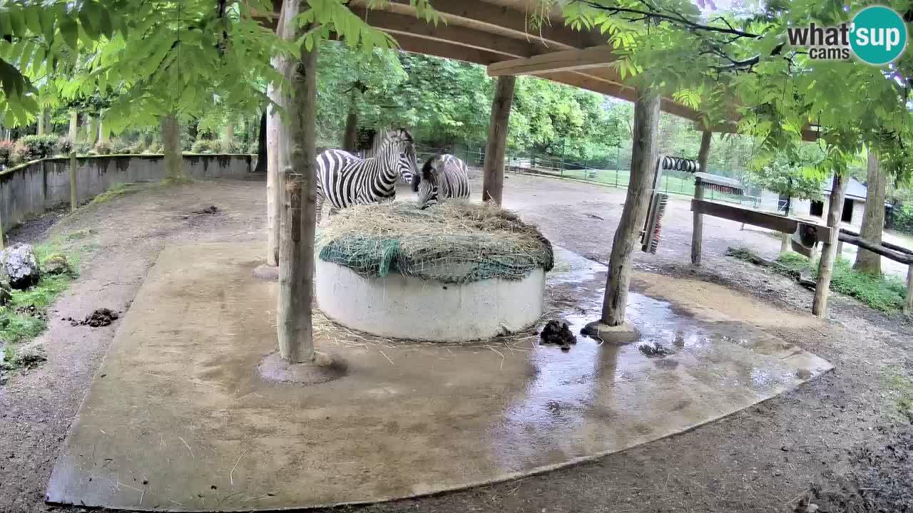 Live Webcam Zebras in Ljubljana ZOO – Slowenien
