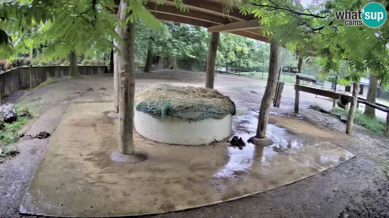 Live webcam Zebras in Ljubljana ZOO – Slovenia