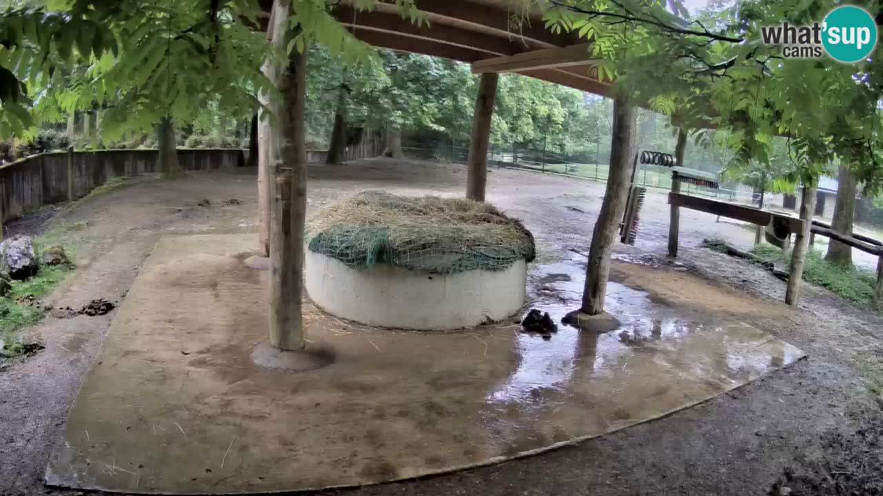 Live Webcam Zebras in Ljubljana ZOO – Slowenien
