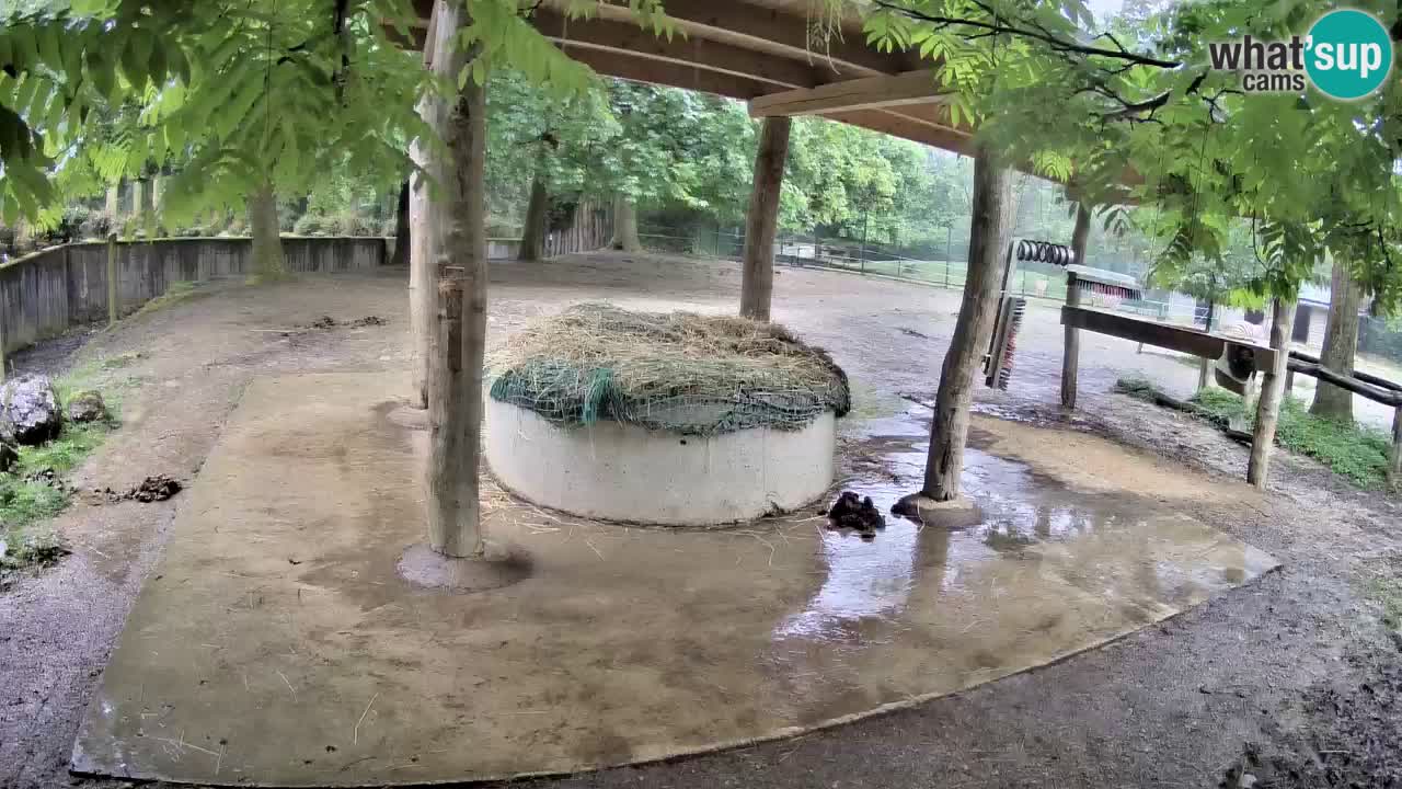 Camera en vivo Cebras in Ljubljana ZOO – Eslovenia