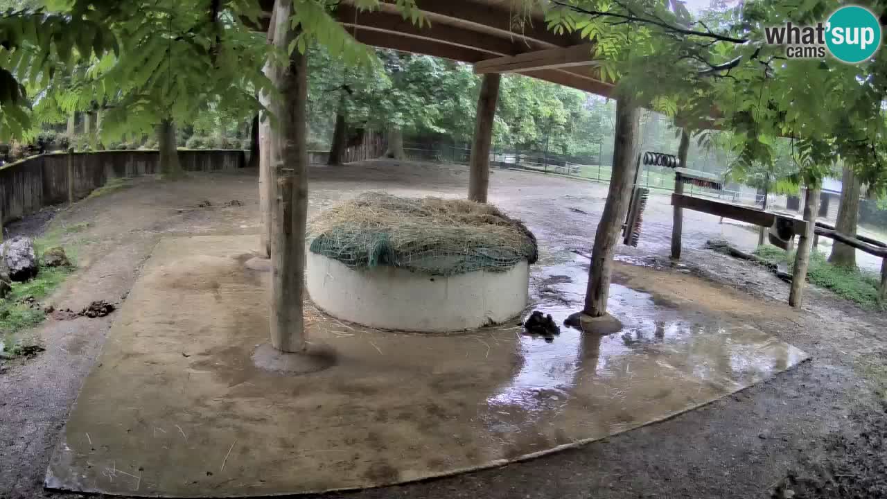Camera en vivo Cebras in Ljubljana ZOO – Eslovenia