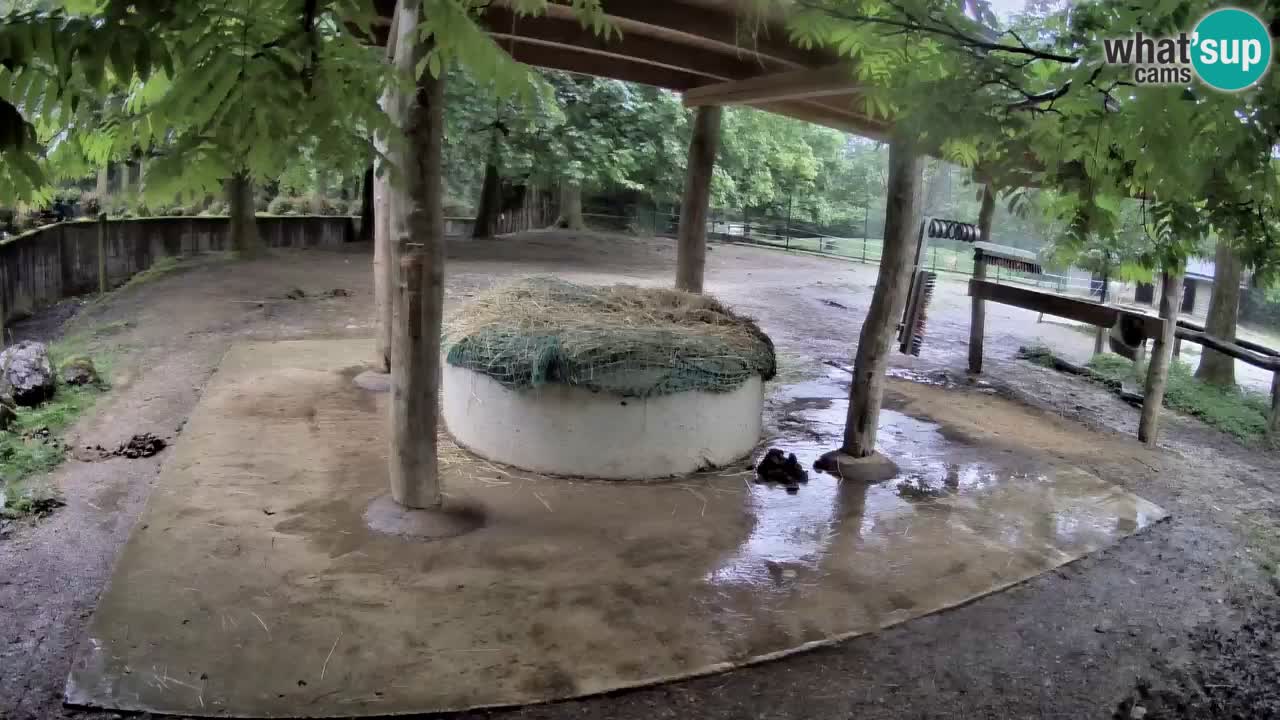 Le Zebre nello ZOO di Ljubljana – Slovenia Live webcam