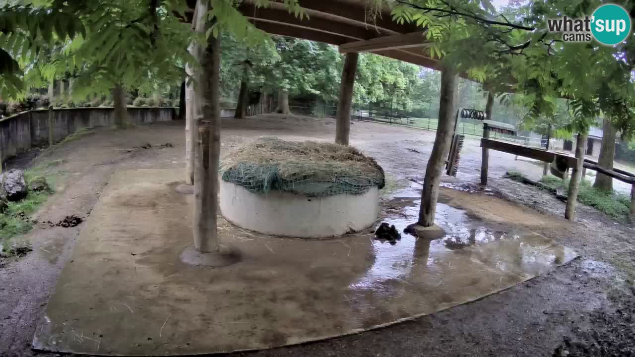 Live webcam Les zèbres in Ljubljana ZOO – Slovénie