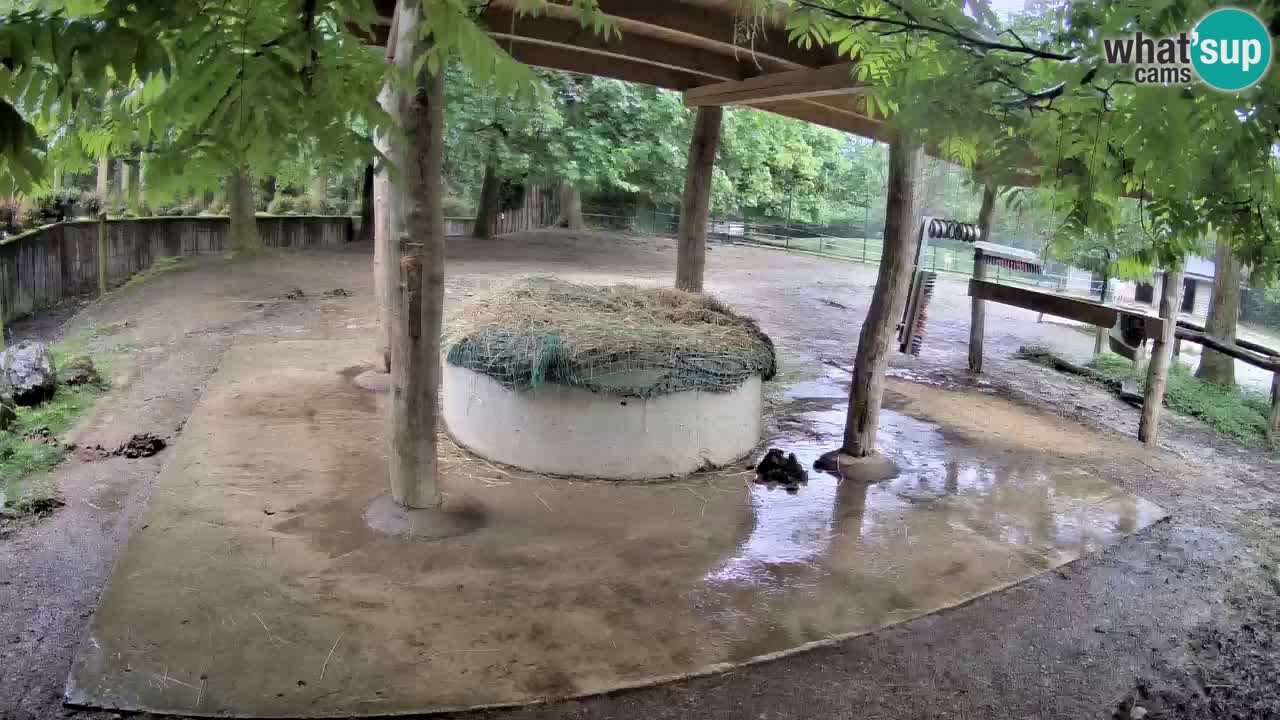 Live Webcam Zebras in Ljubljana ZOO – Slowenien