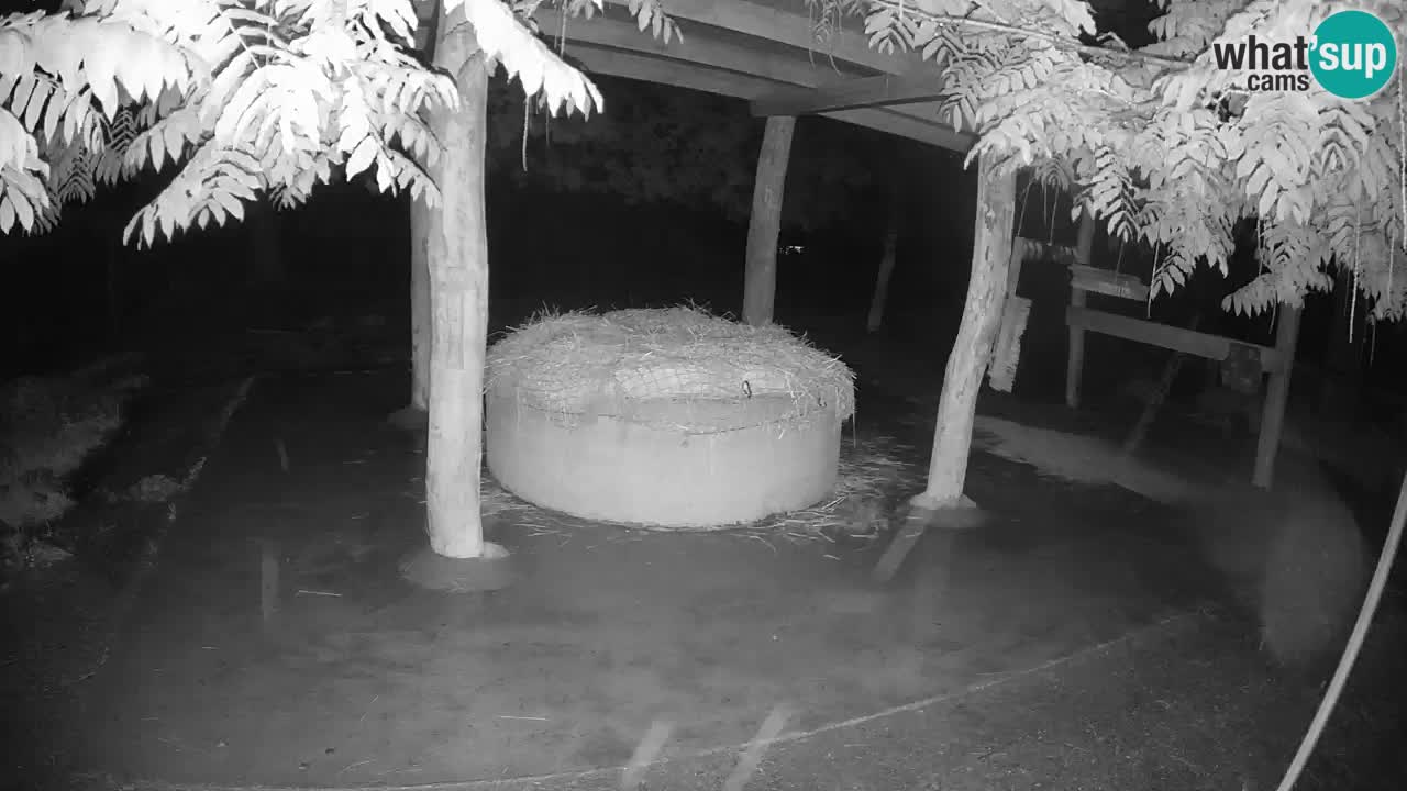 Camera en vivo Cebras in Ljubljana ZOO – Eslovenia