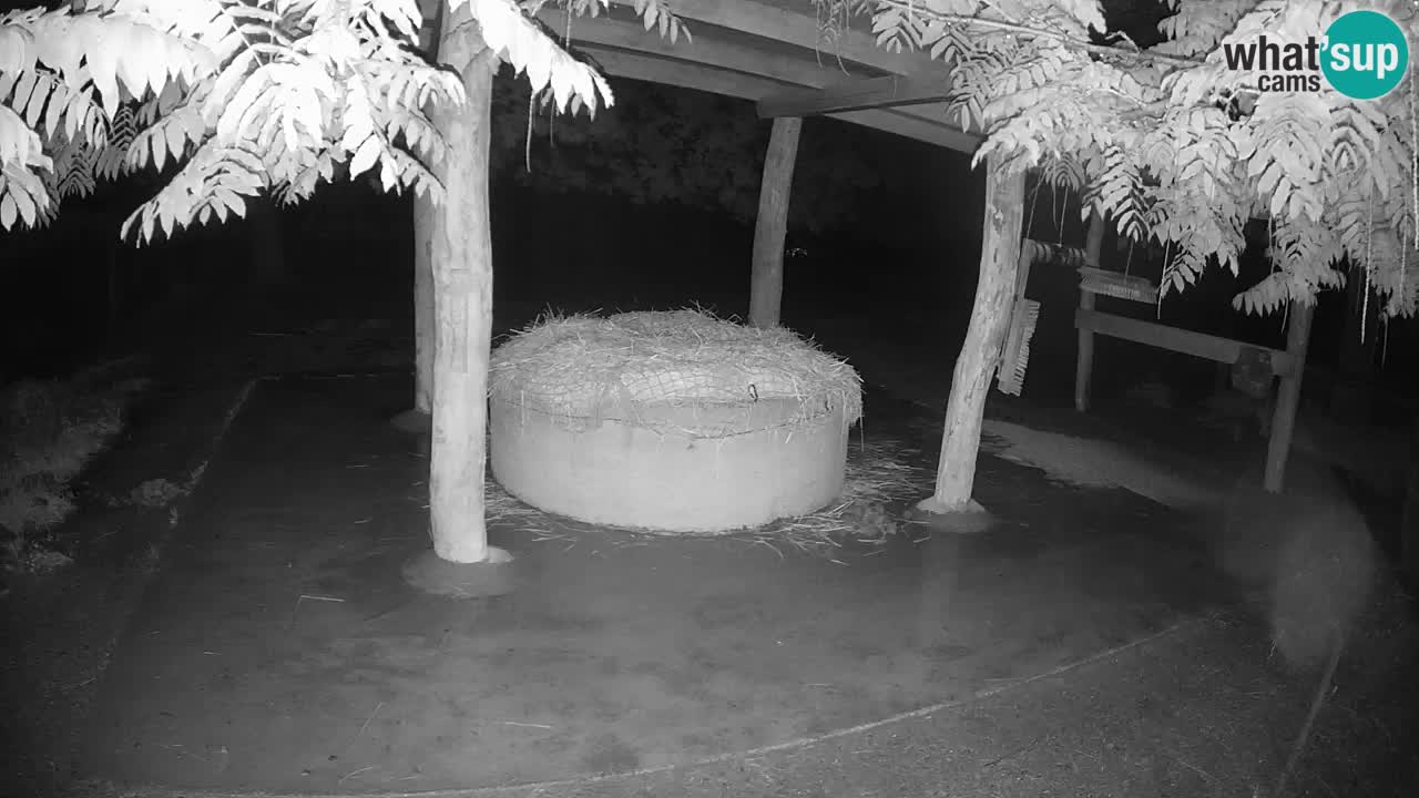 Camera en vivo Cebras in Ljubljana ZOO – Eslovenia