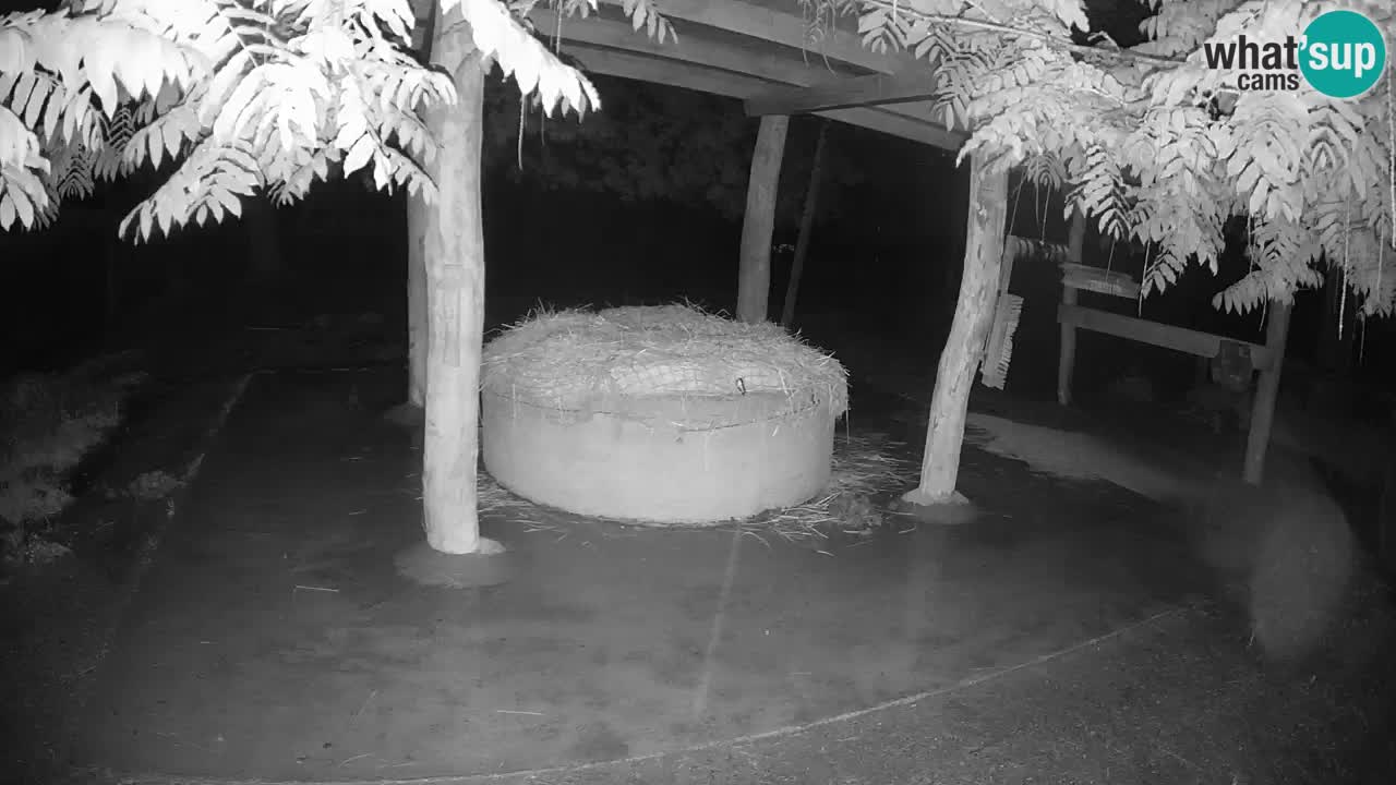 Live Webcam Zebras in Ljubljana ZOO – Slowenien