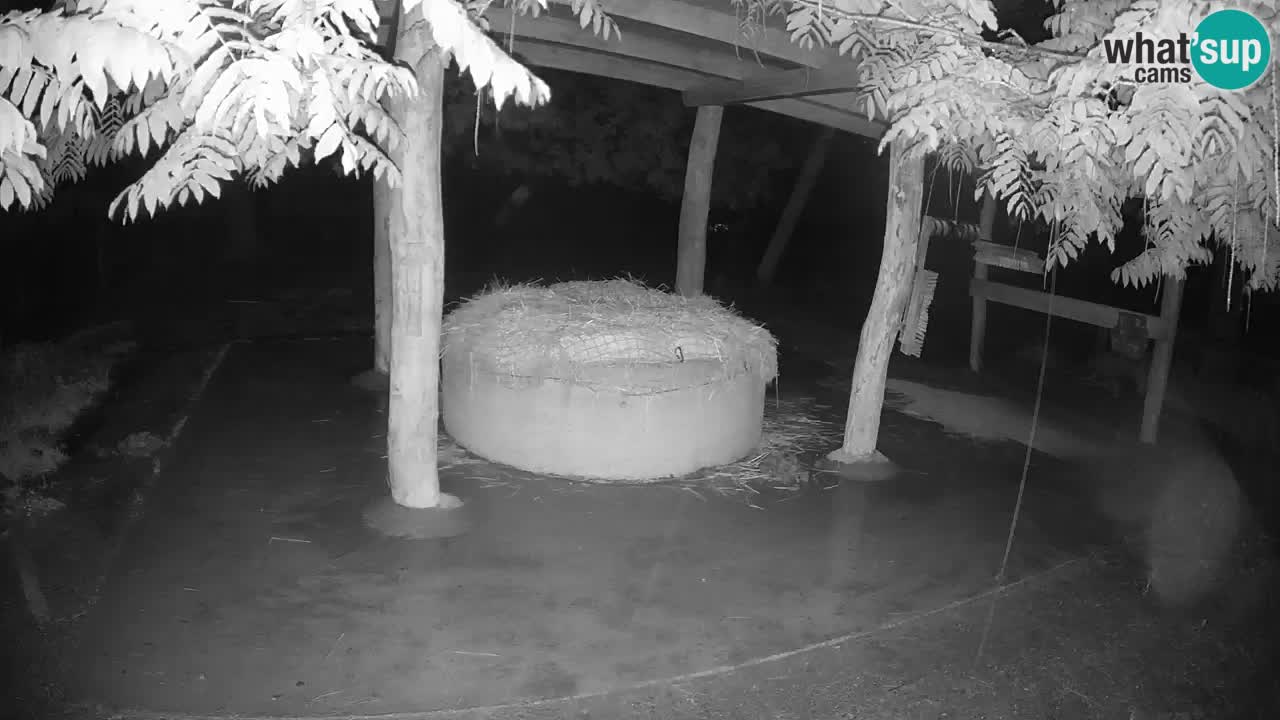 Zebre v živo v živalskem vrtu Ljubljana ZOO spletne kamere