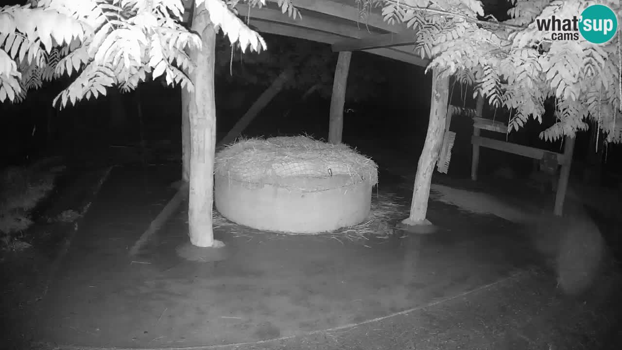 Le Zebre nello ZOO di Ljubljana – Slovenia Live webcam