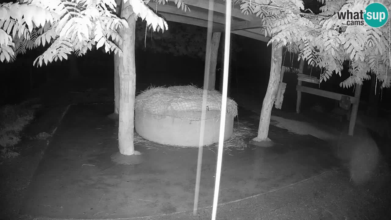 Le Zebre nello ZOO di Ljubljana – Slovenia Live webcam
