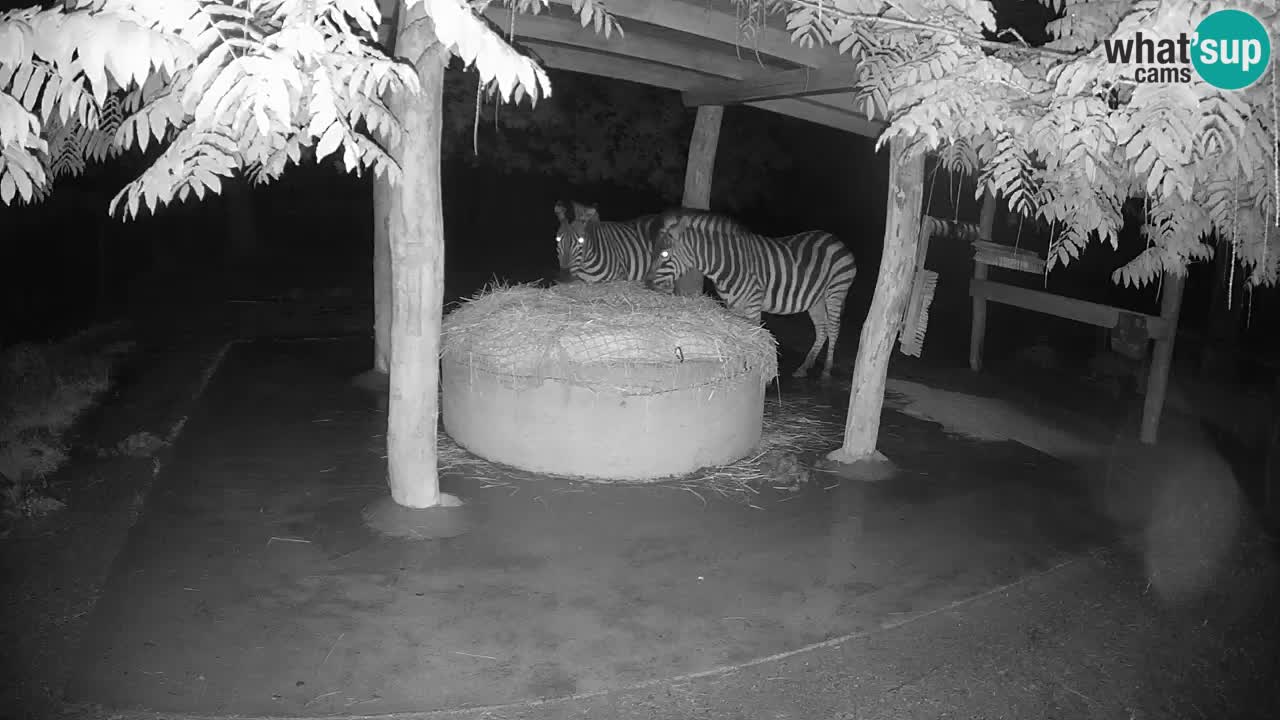 Live Webcam Zebras in Ljubljana ZOO – Slowenien