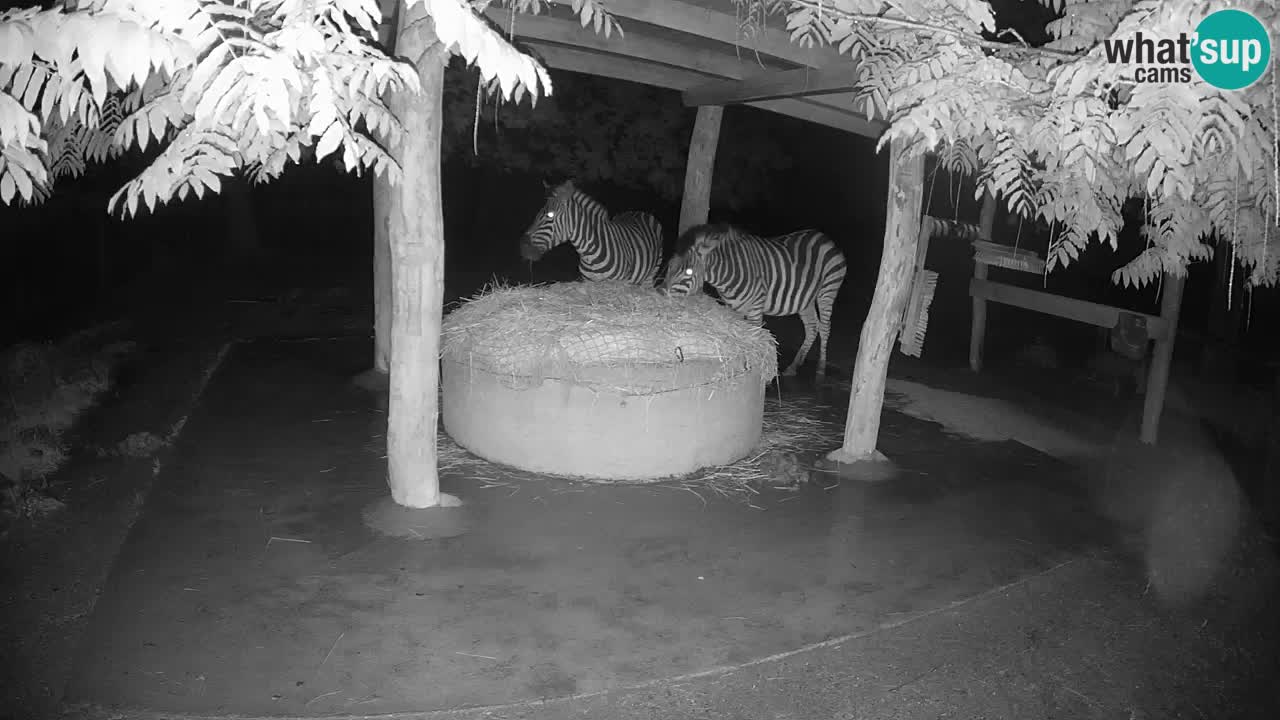 Live webcam Zebras in Ljubljana ZOO – Slovenia